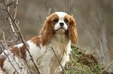 CAVALIER KING CHARLES 756